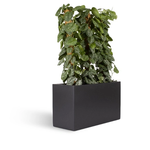 Modern Planter with Natural Cast Shadow
